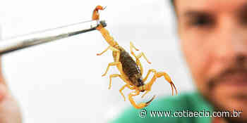 Acidentes com animais peçonhentos cresceram 40% em Cotia; Saúde emite alerta - Cotia e Cia