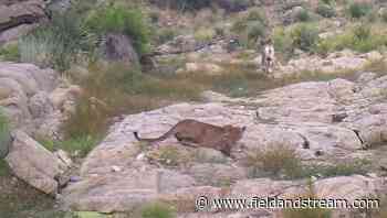 Mountain Lion Kills Bighorn Sheep on Trail Cam - Field & Stream