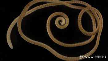 This is the 1st millipede ever discovered that actually has more than 1,000 legs