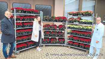 Spende aus Ebhausen: Weihnachtssterne für das Nagolder Klinikpersonal