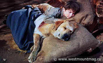 Presenting some wonder dogs of the silver screen - westmountmag.ca