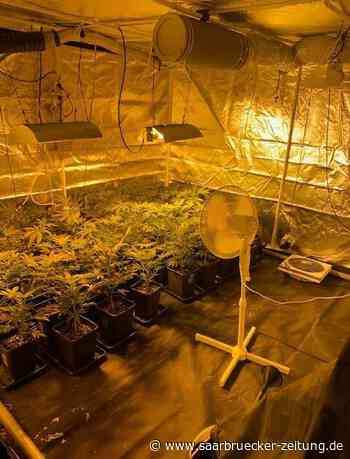 Marihuana: Mehrere Plantagen in Merzig-Wadern in Haus entdeckt - Saarbrücker Zeitung