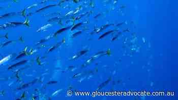 Study reveals new climate threat for fish - Gloucester Advocate