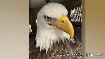 Firefighters Rescue Bald Eagle in Gloucester County - NBC 10 Philadelphia