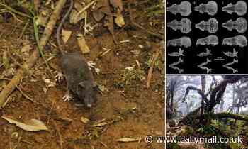 Fourteen new species of shrew discovered on an Indonesian island