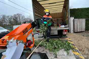 Wietplantage gevonden in Zonhoven: 300 planten worden vernietigd