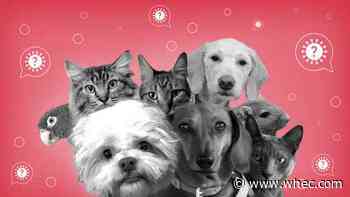 Can your pet get COVID-19?