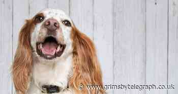 Unique job pays £25K to be company's first 'Pet Park Ranger' - Grimsby Live