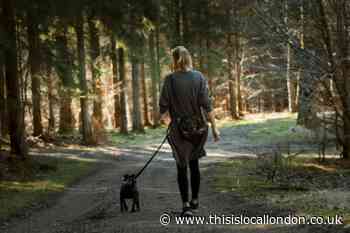 Dog owners could face £1000 fines for breaking these rules