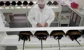Horseshoe crab BLOOD in high demand for vaccine and drug testing - and they could go extinct