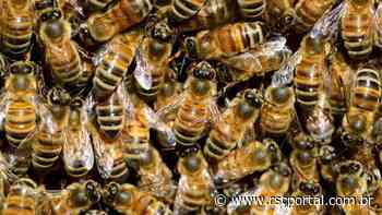 Bichos soltos nessa quinta-feira em Imbituba - Impresso Catarinense - Open Sans, sans-serif;