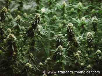 SRMT issues first of three conditional cannabis cultivation licences - Standard Freeholder
