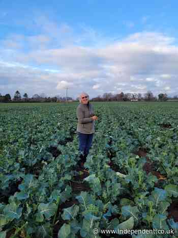 Farm rents fields in Cornwall to extend Tenderstem broccoli season to Christmas - The Independent