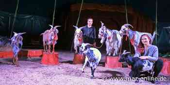 Zirkus Aramannt veranstaltet ersten Weihnachtszirkus in Bad Belzig - Märkische Allgemeine Zeitung