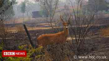 Brazil wildfires killed an estimated 17 million animals