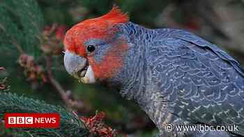 Bird songs bump stars off Australian music chart