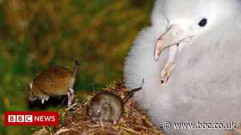 Heartbreak over 'failed' bid to remove Gough Island's mice