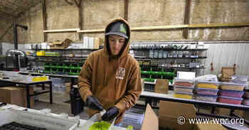 A legal loophole allows the sale of 'Delta 8' cannabis in Wisconsin. For one grower, it's been a boon. - Wisconsin Public Radio News