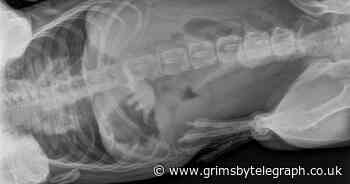 Dino-sore! Naughty French bulldog swallows toy dinosaur whole - Grimsby Live