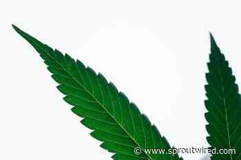 SEO Experts Give Advice on Increasing Your Cannabis Site Visibility on Google - Sprout Wired