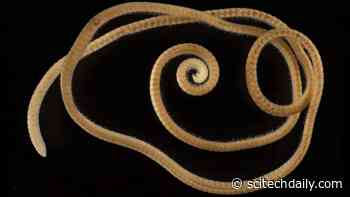 First True Millipede Discovered – New Species With More Than 1,000 Legs Found Deep Underground in Australia