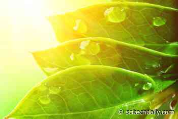 New Research Shows Plants Are Photosynthesizing More in Response to More CO2 in the Atmosphere