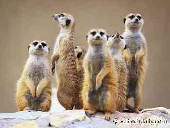 Testosterone Drives the Dark Side of Success: Meerkat Societies Fall Apart When Aggression Is Taken Away