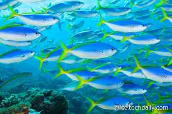 Tropical Fish Shoals Disrupted by Ocean Acidification and Warming