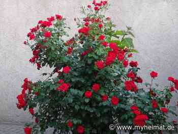 Bei diesem Wetter ! - Lutherstadt Wittenberg - myheimat.de - myheimat.de