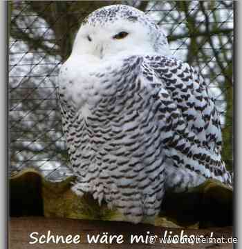 Bis auf ein paar Flocken ! - Lutherstadt Wittenberg - myheimat.de - myheimat.de