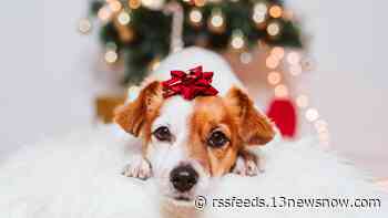 Hampton Roads animal shelters asking families to give adoptable pets a Christmas vacation