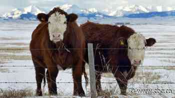 Alberta reports rare case of atypical mad cow disease, no risk to human health