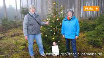 Mit dem Sternenweg in Bobingen den Christbaum suchen - Augsburger Allgemeine