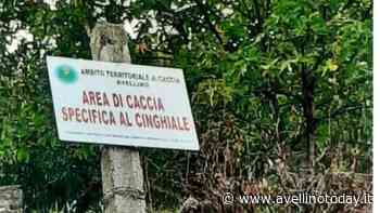 Emergenza cinghiali: il piano di intervento del Comune di Solofra - AvellinoToday