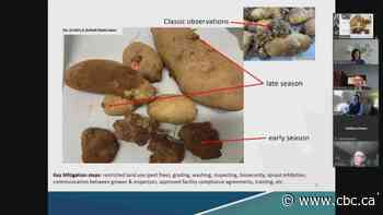 CFIA says potato wart investigation could take until 2023