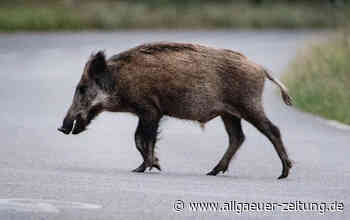 Wildschwein auf der A96 bei Mindelheim löst Unfall mit vier beteiligten Fahrzeugen aus - zwei Menschen verletzt - Allgäuer Zeitung