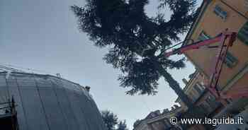 Cuneo, Rondò dei talenti: "Perché abbattere due pini in largo Garibaldi?" - La Guida - LaGuida.it