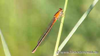 Die Kleine Pechlibelle ist die Libelle des Jahres 2022 - Lokalkompass.de