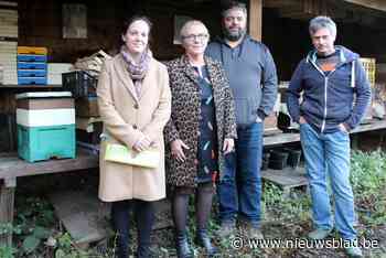 Imkers en wetenschappers bundelen krachten om Pajotse bijen te redden van  levensbedreigende parasiet: “Maar we zoeken nog investeerders”