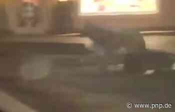 Facebook-Video zeigt Wolf durch Ortschaft in Oberbayern spazieren - Passauer Neue Presse