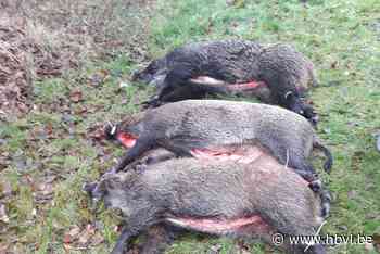 Jagers schieten zeven evers dood in wandelgebied De Zig - Het Belang van Limburg