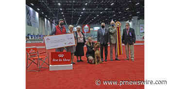 IRISH SETTER "WINDY" WINS AKC ROYAL CANIN NATIONAL ALL-BREED PUPPY AND JUNIOR STAKES