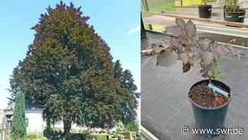 Zukunft uralter Baumriesen im Kreis Mayen-Koblenz sicher - SWR