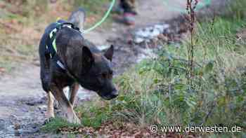 Hund in Essen: Stadt plant große Veränderung! DAS kommt auf jetzt auf Hunde-Besitzer zu - Der Westen