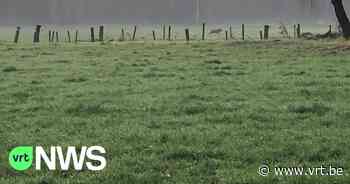 Niet één, maar twee wolven nu in provincie Antwerpen: "Het gaat om een fors exemplaar" - VRT NWS