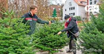 Bio-Weihnachtsbäume in Schleswig-Holstein: Eine Alternative für die Umwelt?