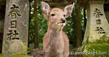Nara deer stampede into marathon, hit runner in their path - SoraNews24