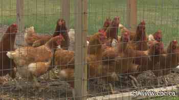 Tecumseh hen program flew the coop, after enforcement becomes an issue - CBC.ca