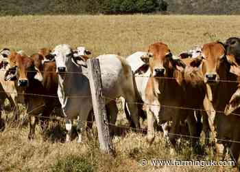 Australia deal will impact UK's food standards, charities warn - FarmingUK