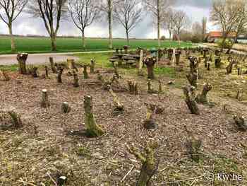 Gemeenteraadslid Veurne pleit voor natuurinclusief bouwen en meer bomen - KW.be - KW.be
